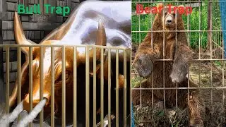 12. Bull-Trap-Bear-Trap