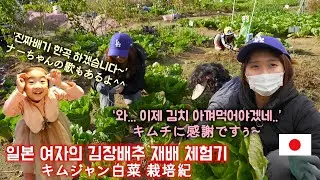 김장 배추를 직접 재배해 본 일본인 아내 白菜栽培! キムチ作りに使えるんのか..!?(#262)