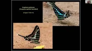 Ghana's Wonderful Forest Butterflies by Ian Small