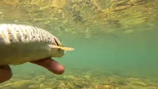 JORNADA  DE PESCA A MOSCA SECA EN EL RIO TORIO (MIENTRAS QUEDE AGUA)