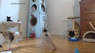Classical Kittens - High Flying Hijinks