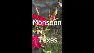 Short Monsoon Rose Party bloom -silent walk