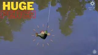 OMG HUGE PERCH  RUSSİAN FİSHİNG 4 #shorts