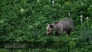 OURS brun des Pyr&eacute;n&eacute;es / France