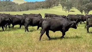 Montana Angus Feeder Steers