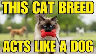 8 Ways My Cat is Actually a Dog (the World's Most Dog-Like Breed?)