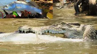 CROCODILE stealing BARRAMUDI while FISHING in The Kimberley / this is CROC country / BE CROC WISE!