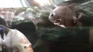 お家で飼える珍魚・怪魚 珍しい観賞魚, Chaetodipterus faber
