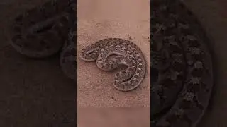 V&iacute;bora de Russell a Cobra mais perigosa do mundo