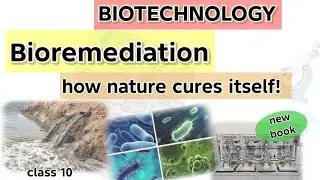 Bioremediation | Taking care of environment | biotechnology | class 10 | new book | science online