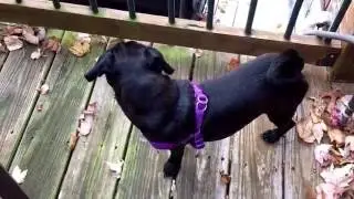 Luna the baby pug, hanging out on the deck. Sniffing the sniffs!
