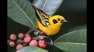 T&aacute;ngara Dorada - Tangara arthus