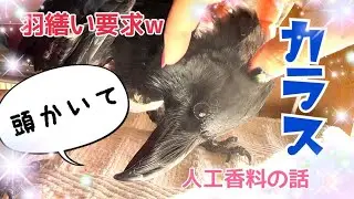 カラスたちに羽繕い♪鳥を飼ううえで注意したい人工香料の話2022/1/4撮影