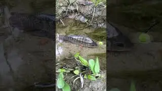 🎣 Fishing for LIFE in a Desi Village | A Day of Traditional Fishing in Rural Life 🌾 Village Ltd
