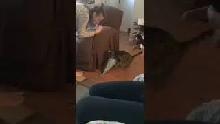Feline Folly: Cats Getting Into Mischief #shorts