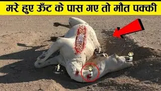 क्यों मरा हुआ ऊँठ इतना खतरनाक होता है why camel is not good for people ! earth adventure in Hindi