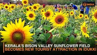 Kerala&rsquo;s Bison Valley Sunflower Field Becomes New Tourist Attraction in Idukki