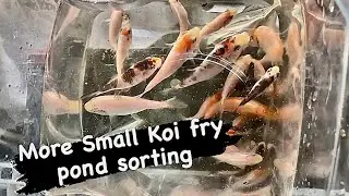More Small Koi fry pond sorting #bigdvsfish #koifry #koi #koilovers #koibreeding