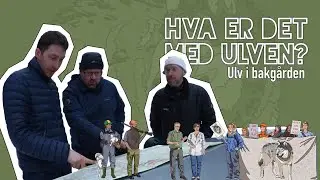 Ulv i bakgården