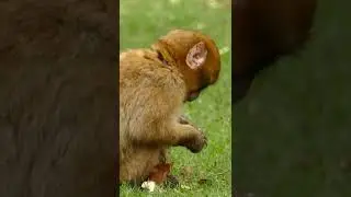 brown monkey looking dangerous
