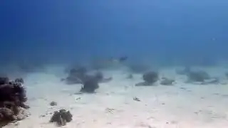 Fantail Stingray