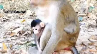 ibu jarang membiarkan siapa pun menyentuh bayinya yang imut