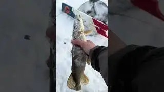 Northwoods #fishing Ice fishing adventure #sunset #walleye #fish #fishingvideo #icefishing #cold