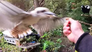 Dwarfy stole Mrs Magpie's snack!!
