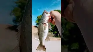 August 8, 2022#shorts #viralshorts #bassfishing #angler #bigbass #texasbass #texasbassfishing