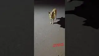 @vloger sanjoy#kutte ke gale mei fansa plastic#viral
