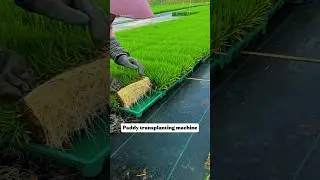 How Rice Is Planted by Machines | Modern Paddy Transplanting Process | Farming Technology #shorts
