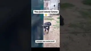 monkey core.