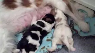 Desperate Feeding. Lucy, Riley and Belle Day 7.wmv