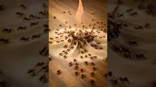 When sand falls, #Fire erupts&mdash;ants gather #OddlySatisfying #Curiosidades #FaktaUnik #VisualMechanic
