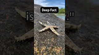 Deep Fact - The most overused and under-meant word in any language...