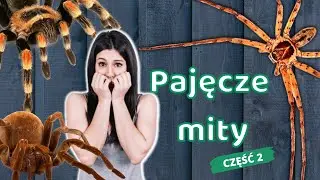 Mity o PAJĄKACH cz.2