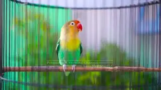 Dengarkan Sebentar Saja Tanpa Lama Dijamin Naikkan Emosi Lovebird Lain Langsung Konslet Ngekek