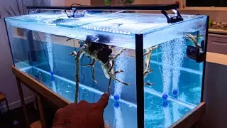 Hand Feeding AGGRESSIVE Fish in New AQUARIUM