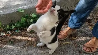 Котенок, который просил у нас еды, был очень милым и дружелюбным.