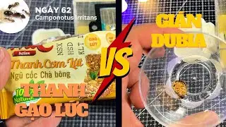 Vlog Kiến | Ngày 62: Irri đại chiến giữa Thanh Gạo Lức vs Gián Dubia