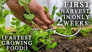 10 культур, которые можно собрать менее чем за 2 МЕСЯЦА! Самые быстрорастущие овощи