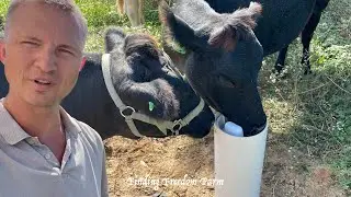 Can you Train a Cow? Drinking Post Update! #drinkingwater #homestead #farming
