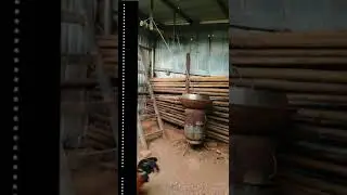 Trained Rooster 😲👍