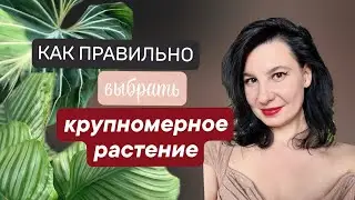 Крупномерные растения: как правильно выбрать