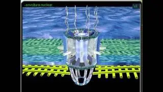 Poros Nucleares