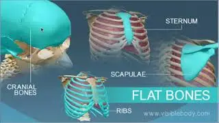 Flat Bones