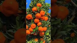 Farm fresh #farmfresh #fruit #agriculture #nature #farming #village #health #food #vegetables