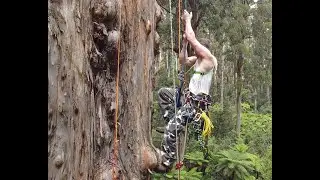 Big tree climbing in Australia - single rope technique -  winter -  Part 3 [ dji mavic mini 2 ]