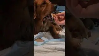 Feeding and supporting  Molly right after puppies delivery. #short#shorts#dogdelivery #puppies