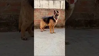 ellina the german shepherd dog||#germanshepherd #gsds #trending #pets #shorts #cute #gsd #facts